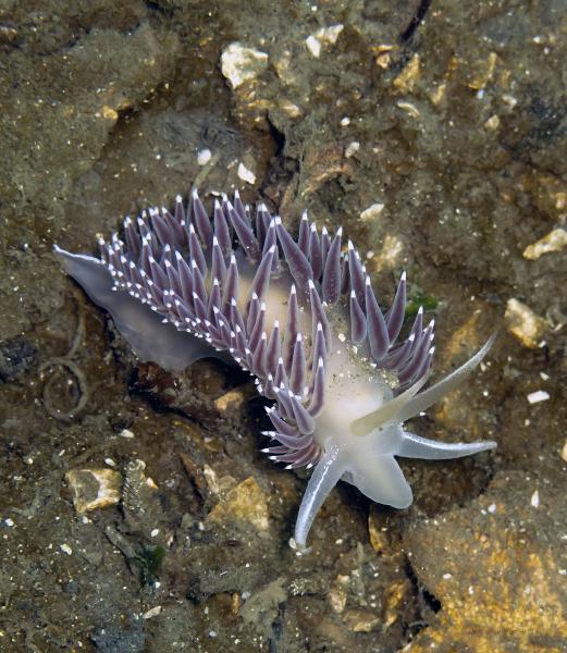 Photo of Flabellina trophina by <a href="http://www.naturediver.com">Derek Holzapfel</a>